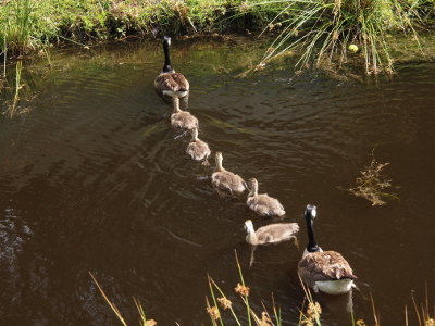 [The entire family swims in a row across the narrow width of the pond away from the camera. There's an adult at the front and the rear of the line. The last youngster is turned back looking at the camera.]